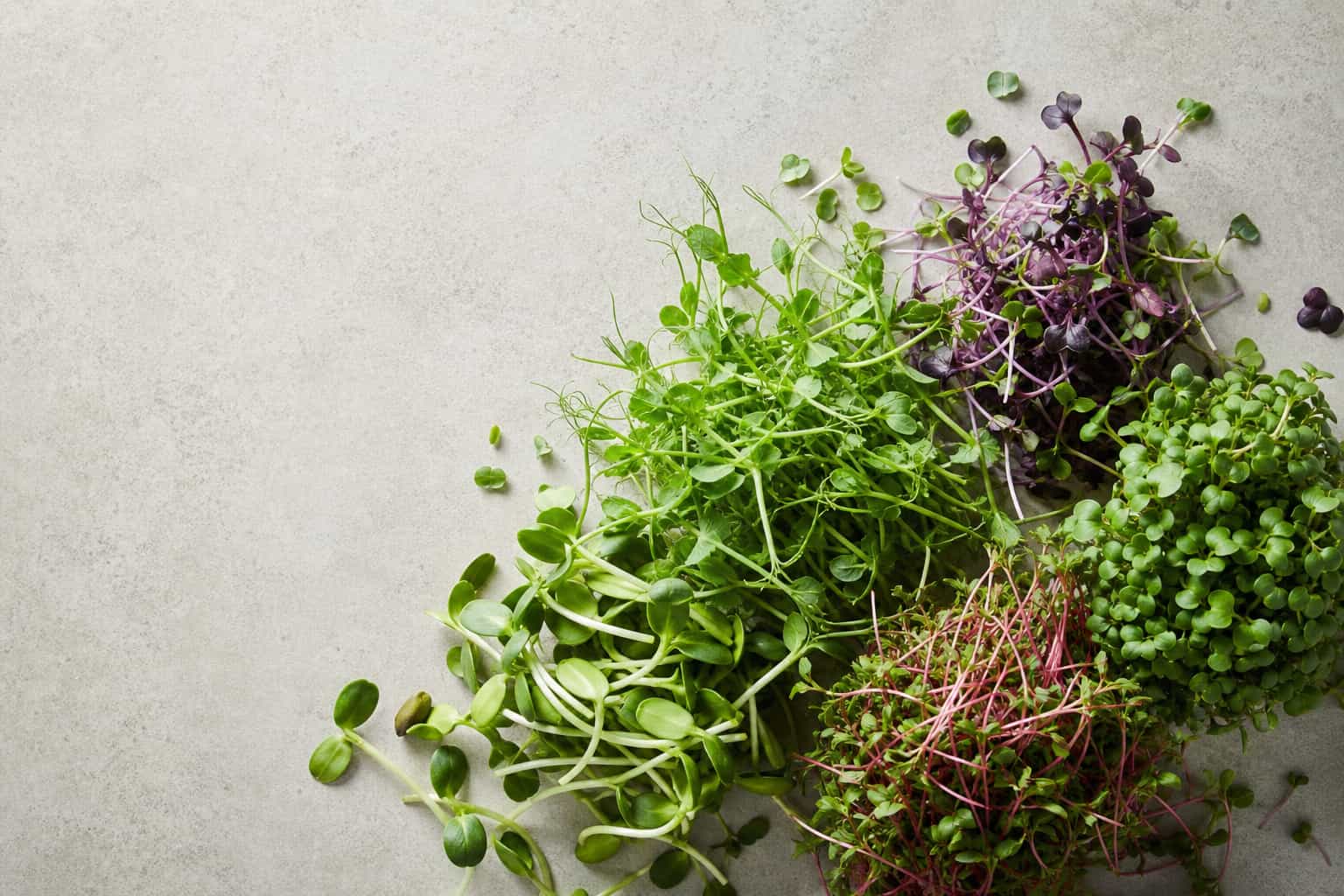 Assorted fresh microgreens on a neutral kitchen surface