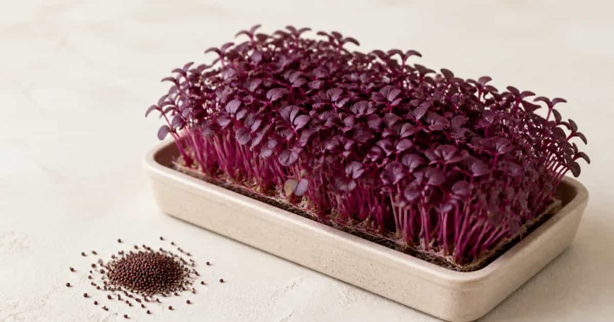 Magenta amaranth microgreens in a shallow tray