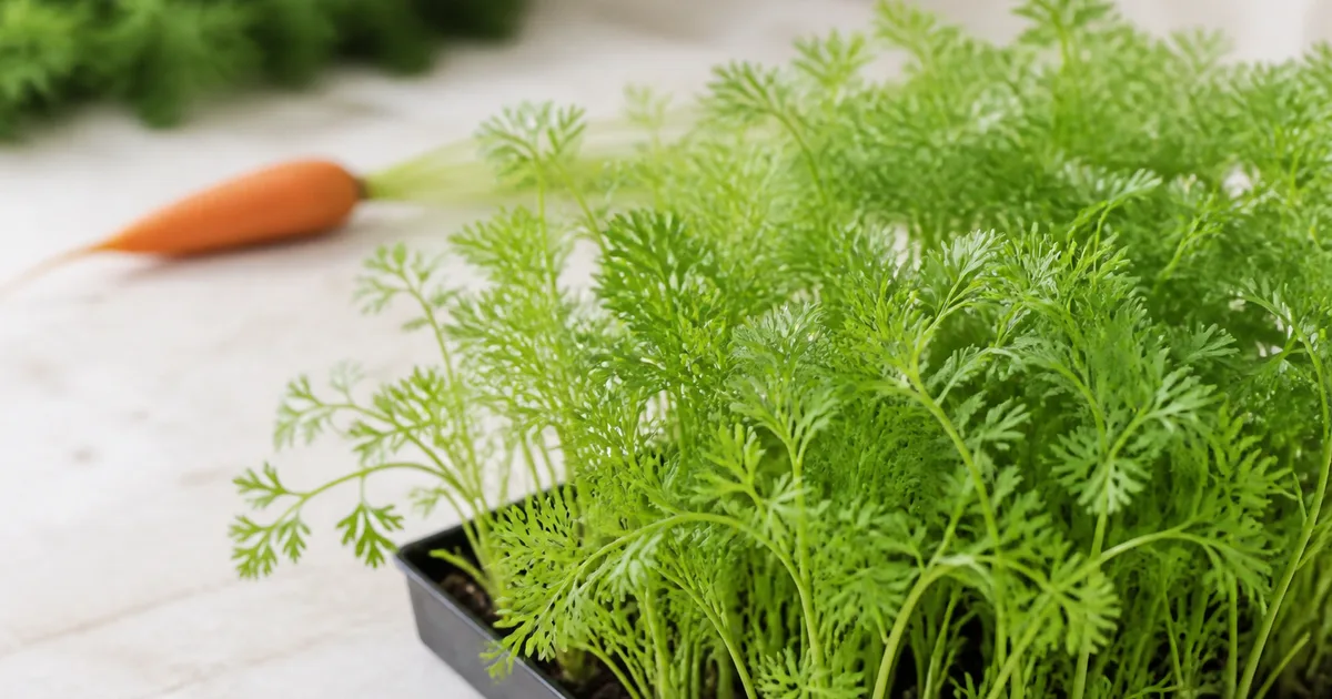 Feathery carrot microgreens with a carrot in the background